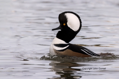 Courtship-Behavior;Courtship-Display;Courtship-Ritual;Hooded-Merganser;Lophodyte